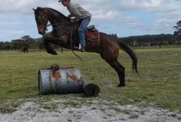 Stock horse gelding , big mover, resdy for competition home, will really d