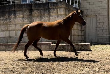 Arabian Riding Pony x Quarterhorse