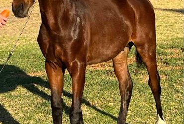 Exceptional quality warmblood colt available in Perth
