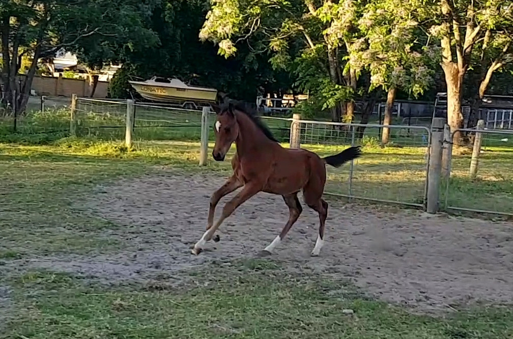 Exceptional quality warmblood colt available in Perth