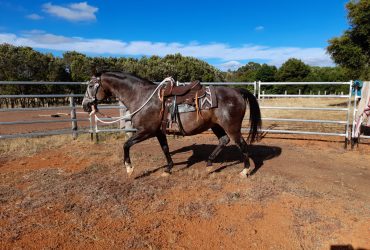 Chisel – Project or companion horse