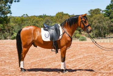 Star Potential – Show or Pony Dressage!