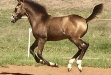 EOI Beautiful and rare 3yo Movie Star filly out of Premium Ace mare