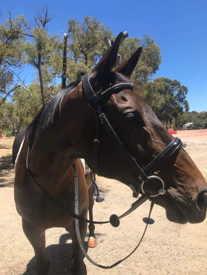 gorgeous, green gelding looking for confident rider