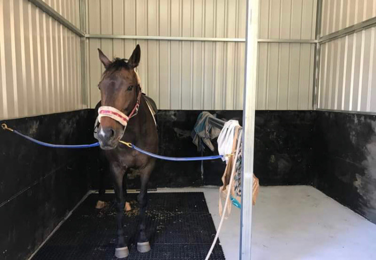 gorgeous, green gelding looking for confident rider
