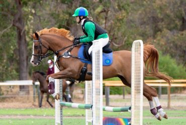 All-Rounder Arabian Mare, Lease with Option to Buy