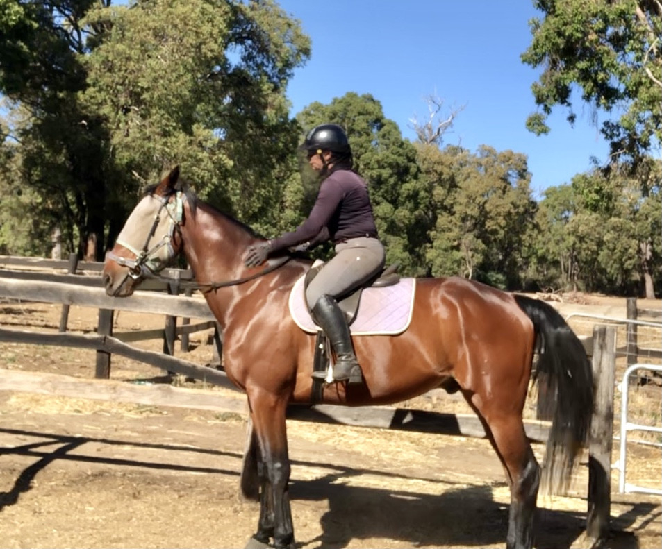Recently started undersaddle potential plus