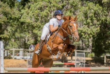 Experienced Event/ Showjump Gelding For Sale