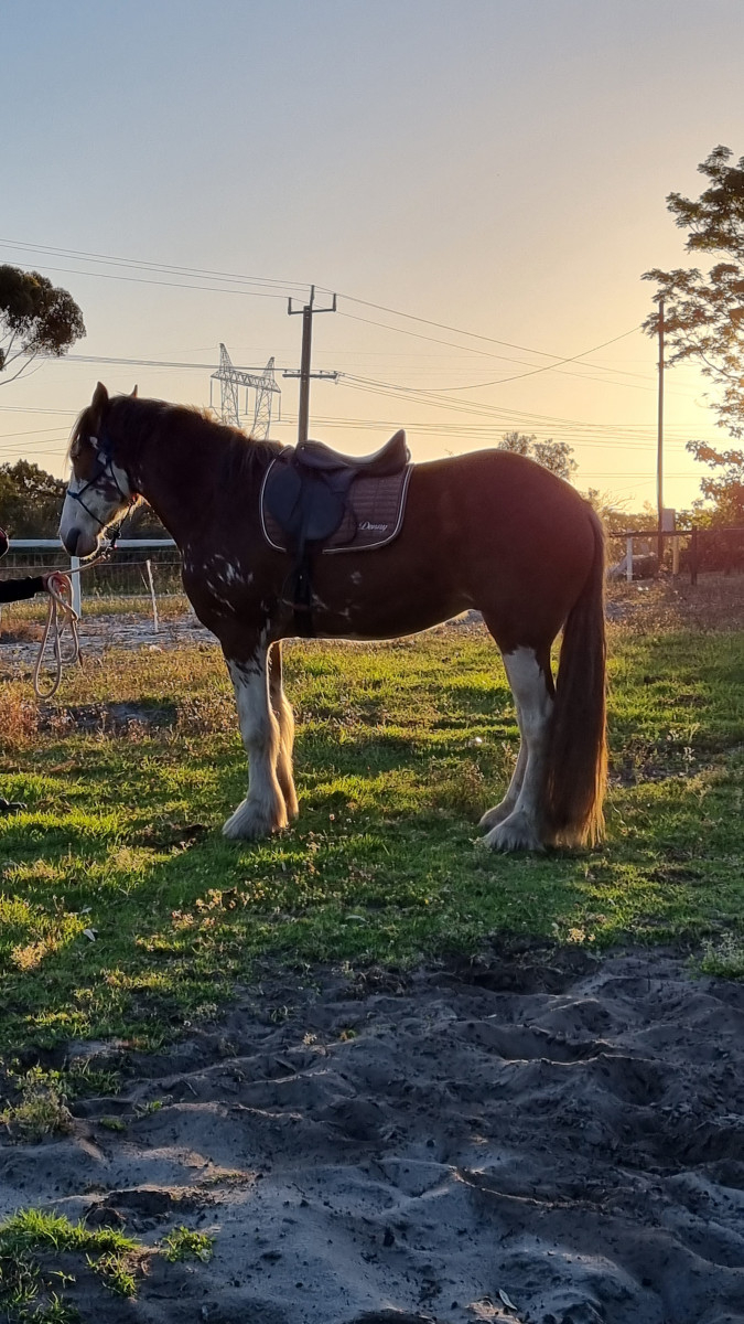Clydesdale Dream 18hh