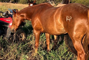 Quality performance bred QH mare