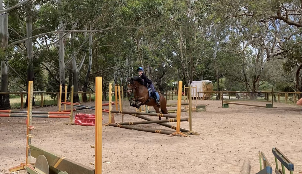 Flash 13.2hh, 7yr old, Welsh D Mare!