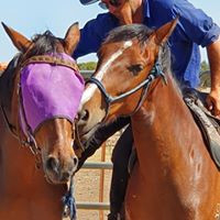 BC Horse Training – Edward Baker & Joanne Campbell