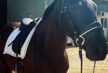 Friesan Warmblood Mare, dressage and allrounder, 15.2hh 11yo