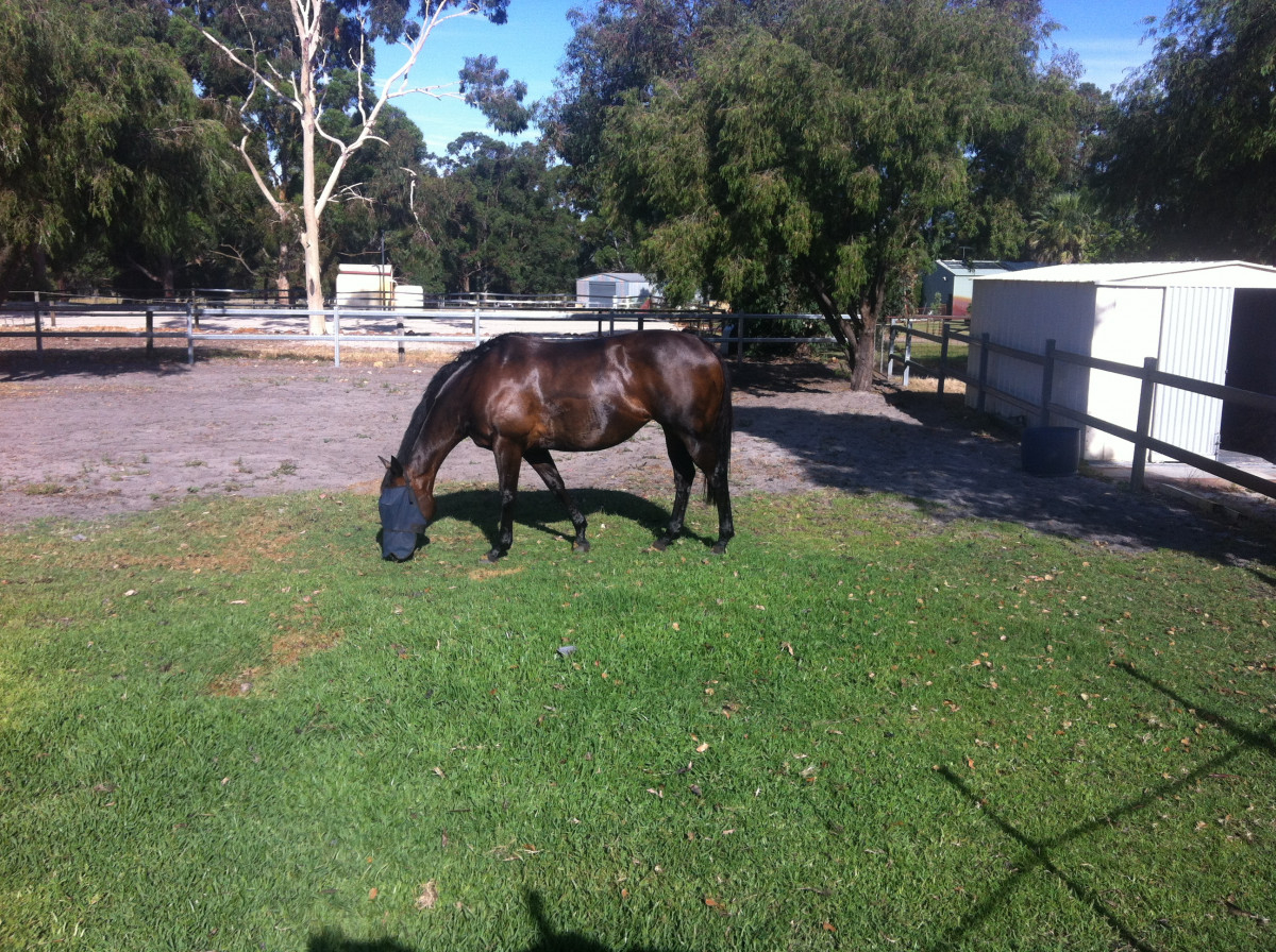 10 year old thoroughbred mare 16.1 never raced