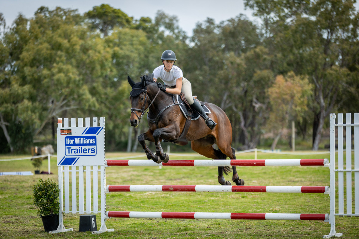 Competitive Show Jumper for Amateur Rider