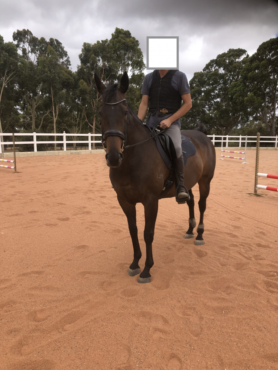 10 year old thoroughbred mare 16.1 never raced