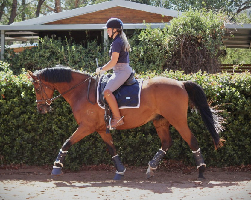 Stunning dressage or all rounder mount