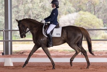 Talented Dressage/Event Mount