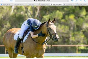 Gorgeous dressage or show hunter pony