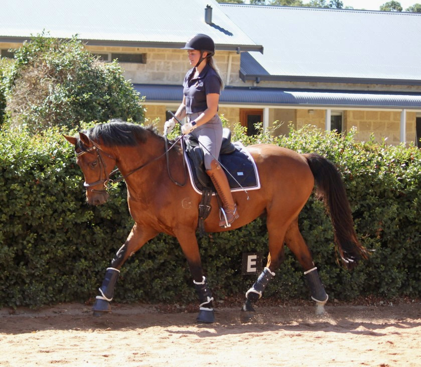Stunning dressage or all rounder mount