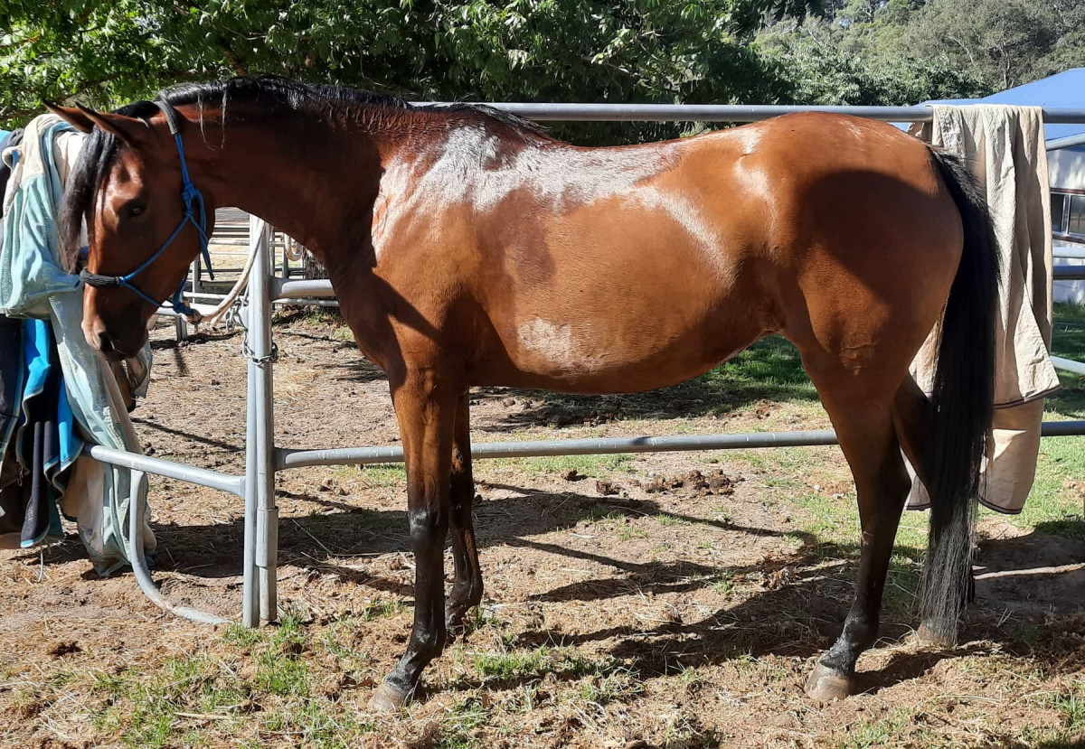 Quality mare great endurance riding prospect