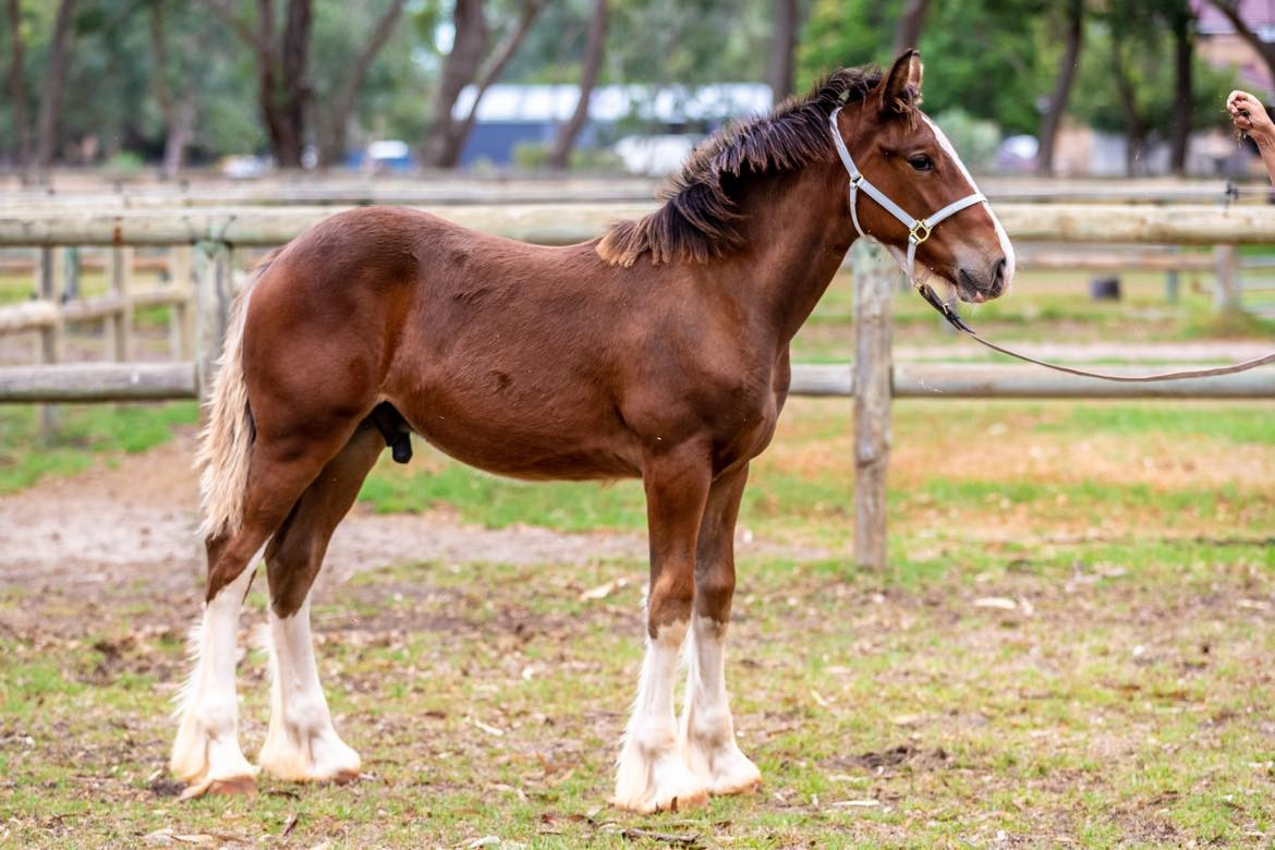 Striking Clydesdale X TB Weanling Colt