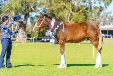 Striking Clydesdale X TB Weanling Colt