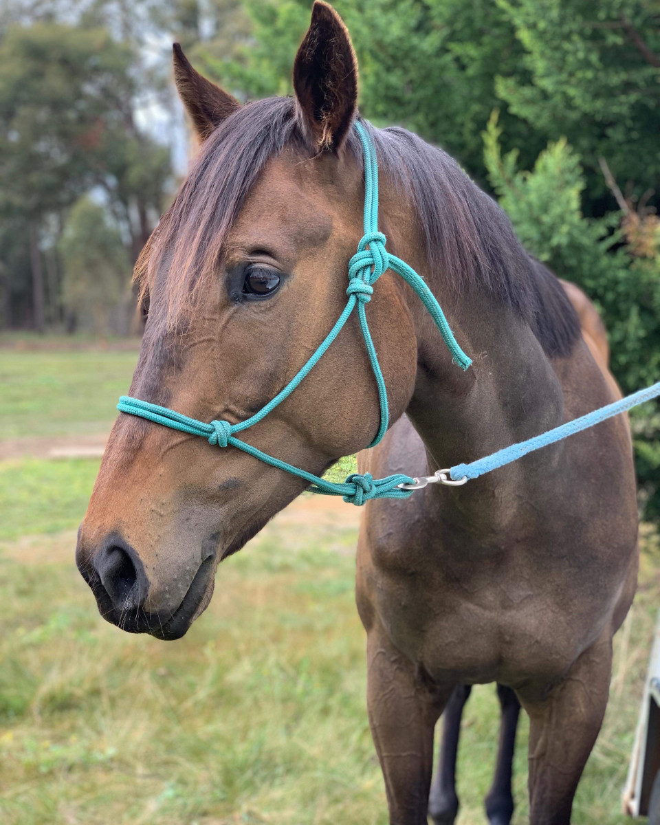 Promising 5yo 16hh OTTB mare – reeducation begun and ready for new home.