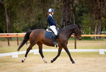 Beautiful Hanoverian Warmblood x TB Mare