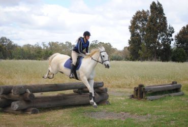 Fun, all -rounder, energetic mare for sale
