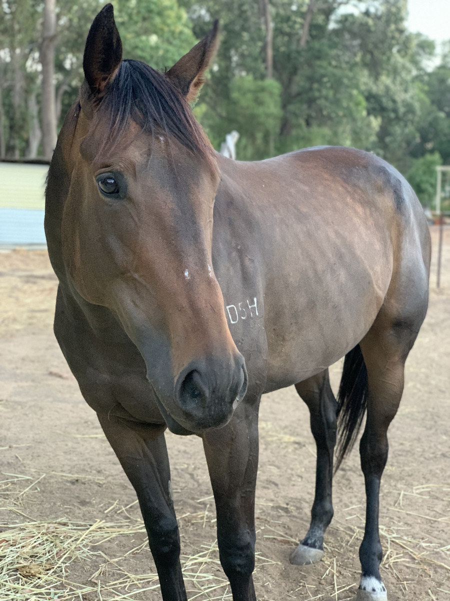 Promising 5yo 16hh OTTB mare – reeducation begun and ready for new home.