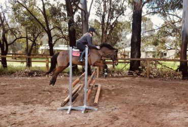 Super fun all rounder pony for confident rider!