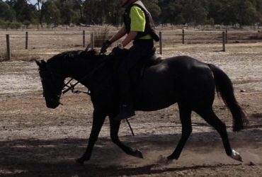 Horse Riding Lessons All Levels Children Adults Private Semi Private