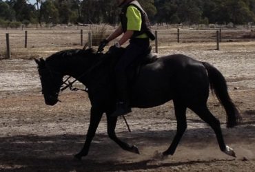 Horse Riding Lessons All Levels Children Adults Private Semi Private