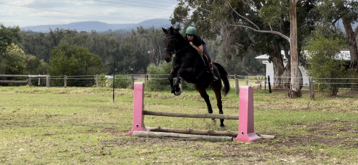 Potential eventer, stunning mover & loves to jump.