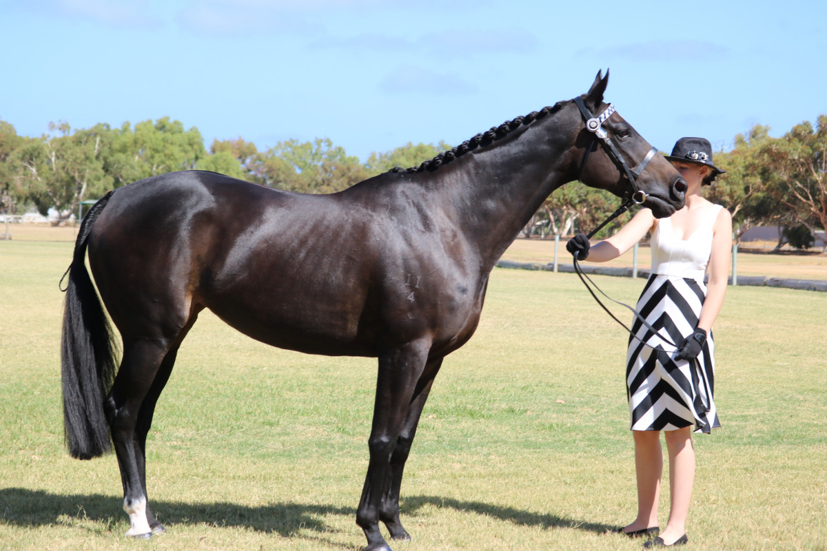 Stunning black TB mare
