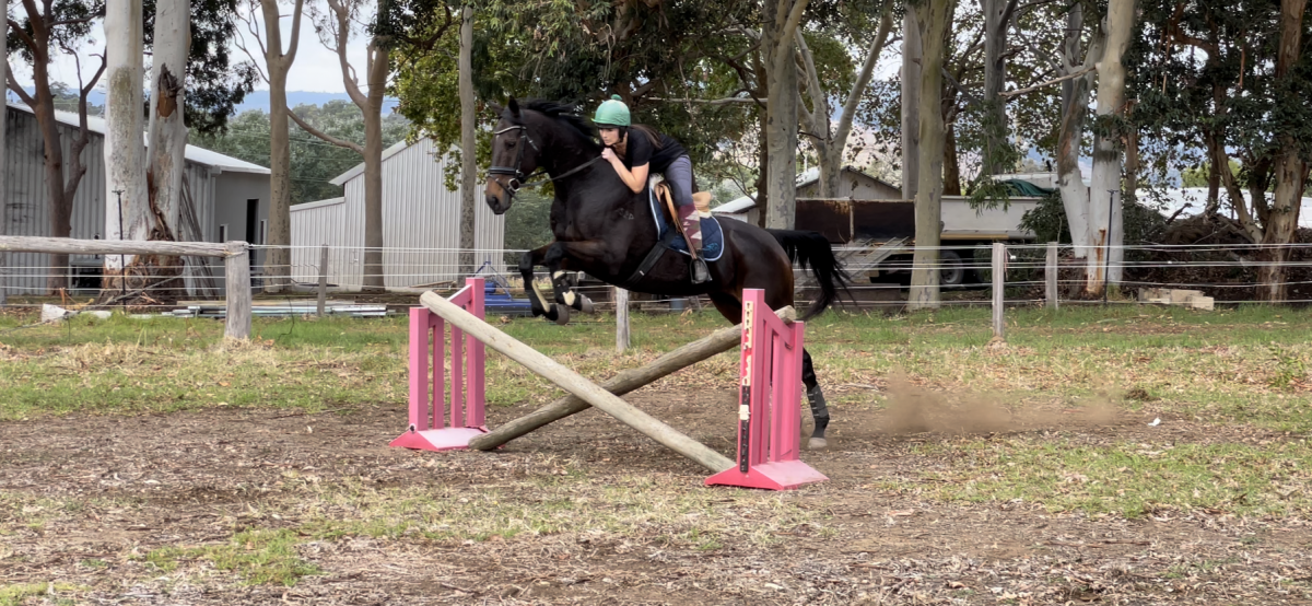Potential eventer, stunning mover & loves to jump.
