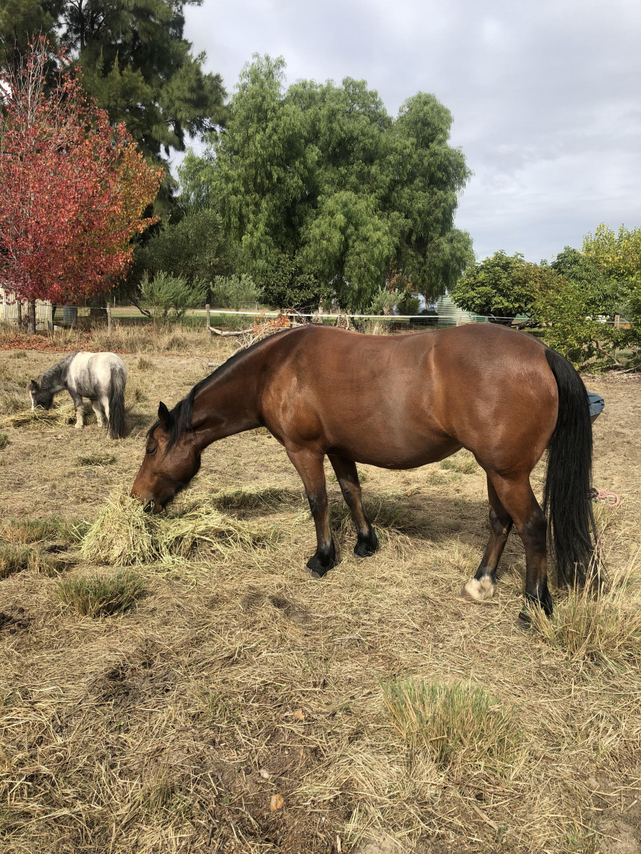 Gypsy Cob x Quarter Horse mare