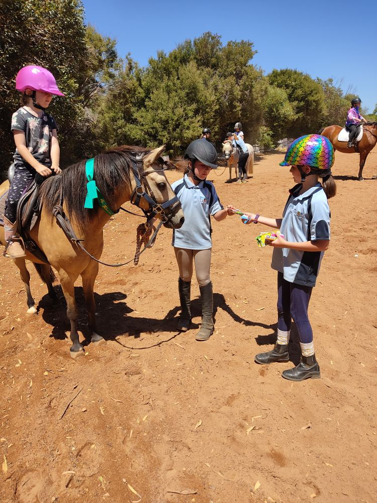 Childs Allrounder Australian Pony