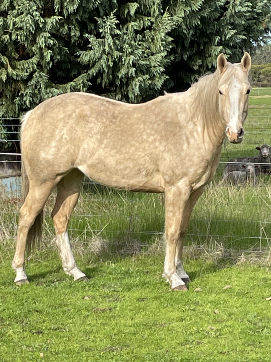 Registered Palomino Quarter Horse