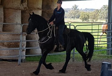 Quality Friesian Mare in Foal