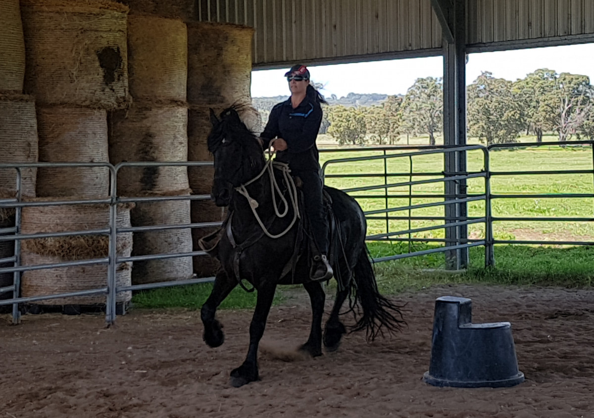 Quality Friesian Mare in Foal