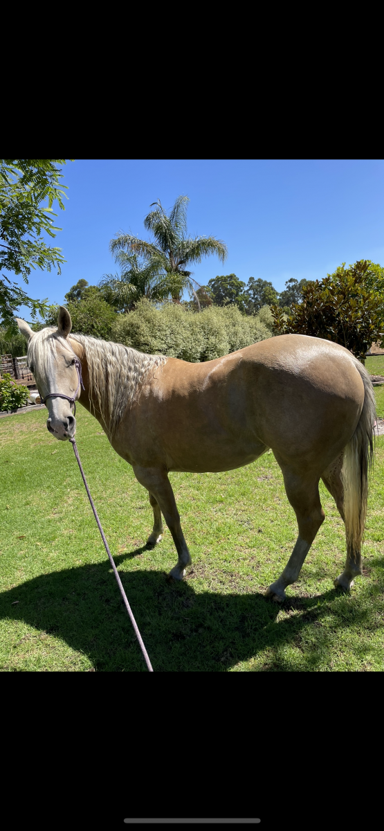 Registered Palomino Quarter Horse
