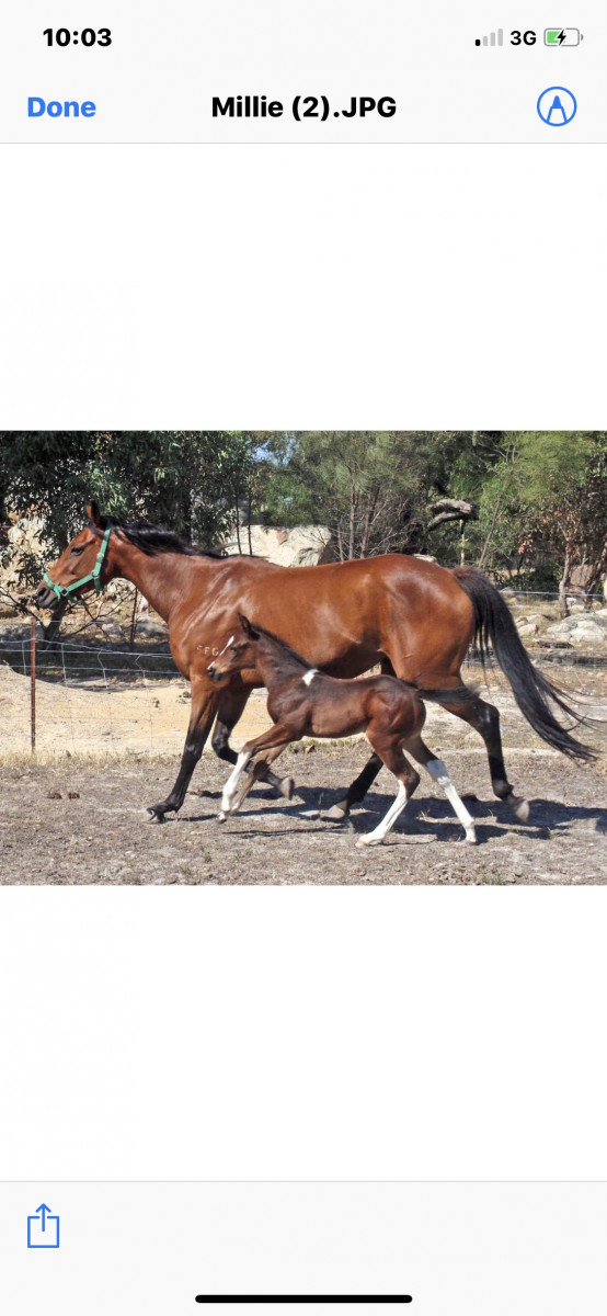 Paint Mare 15hh Unregistered