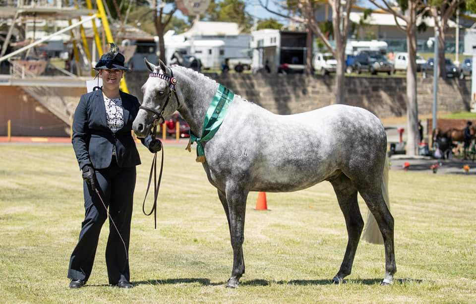 Exceptional all round hunter pony