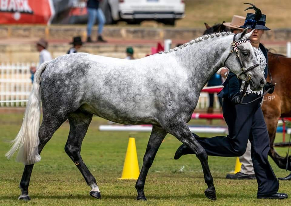 Exceptional all round hunter pony