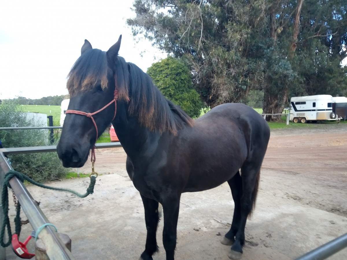 Lovely Friesian X yearling