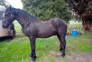 Lovely Friesian X yearling