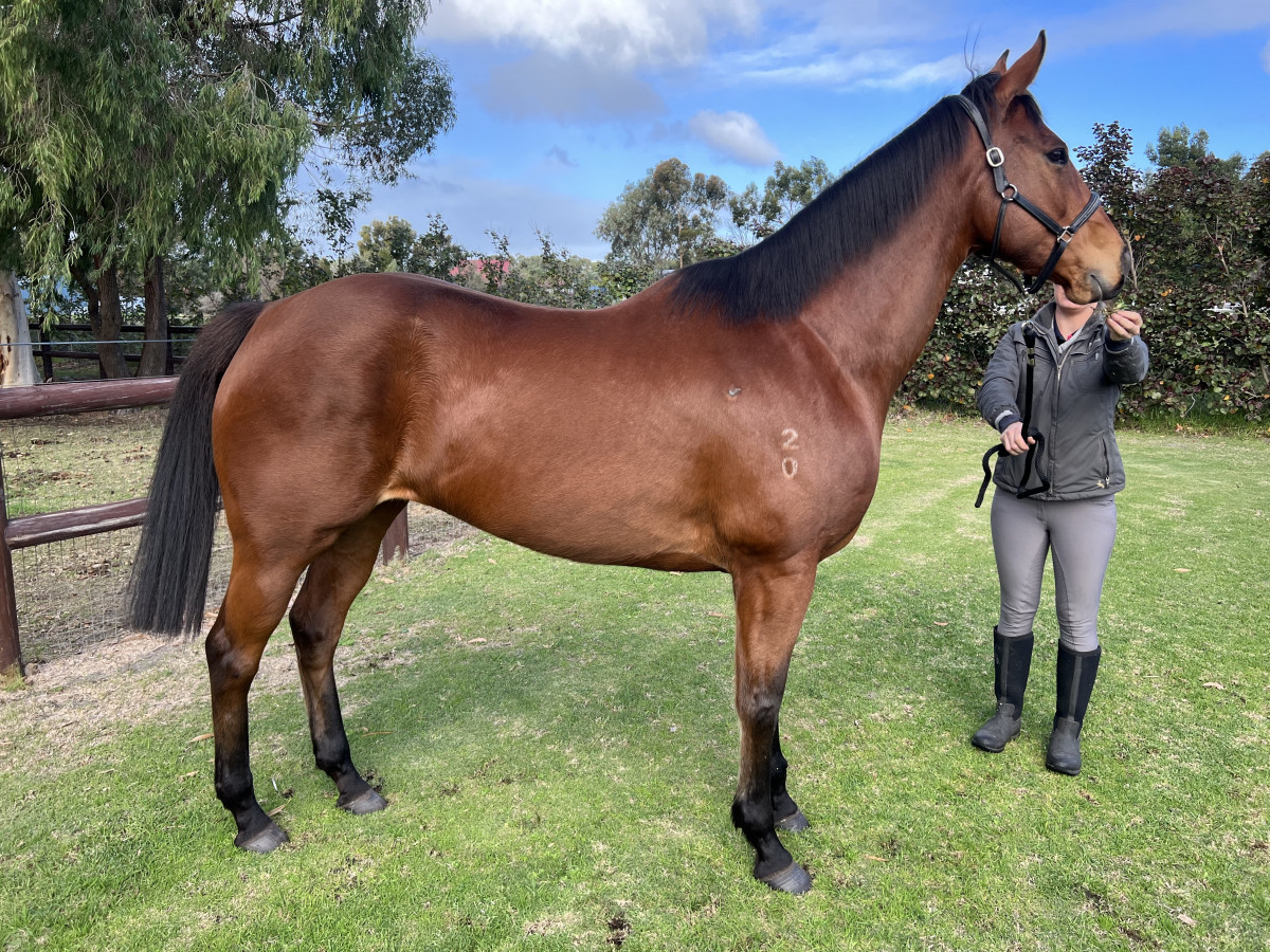 Honest and Kind Thoroughbred Mare – Suit Pleasure Rider or Broodmare