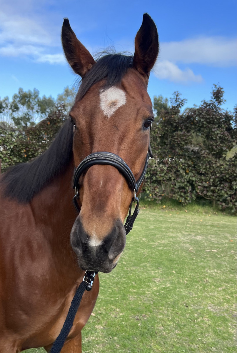 Honest and Kind Thoroughbred Mare – Suit Pleasure Rider or Broodmare